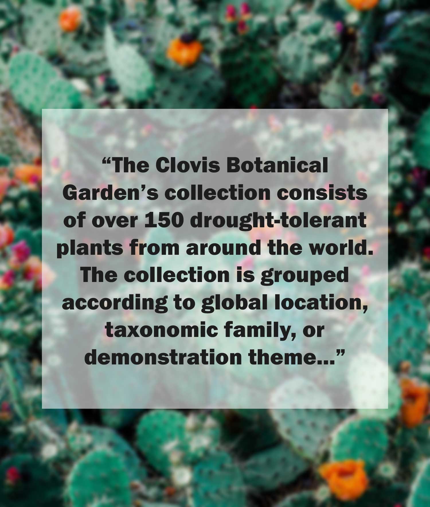 A cactus garden with a quote from the project